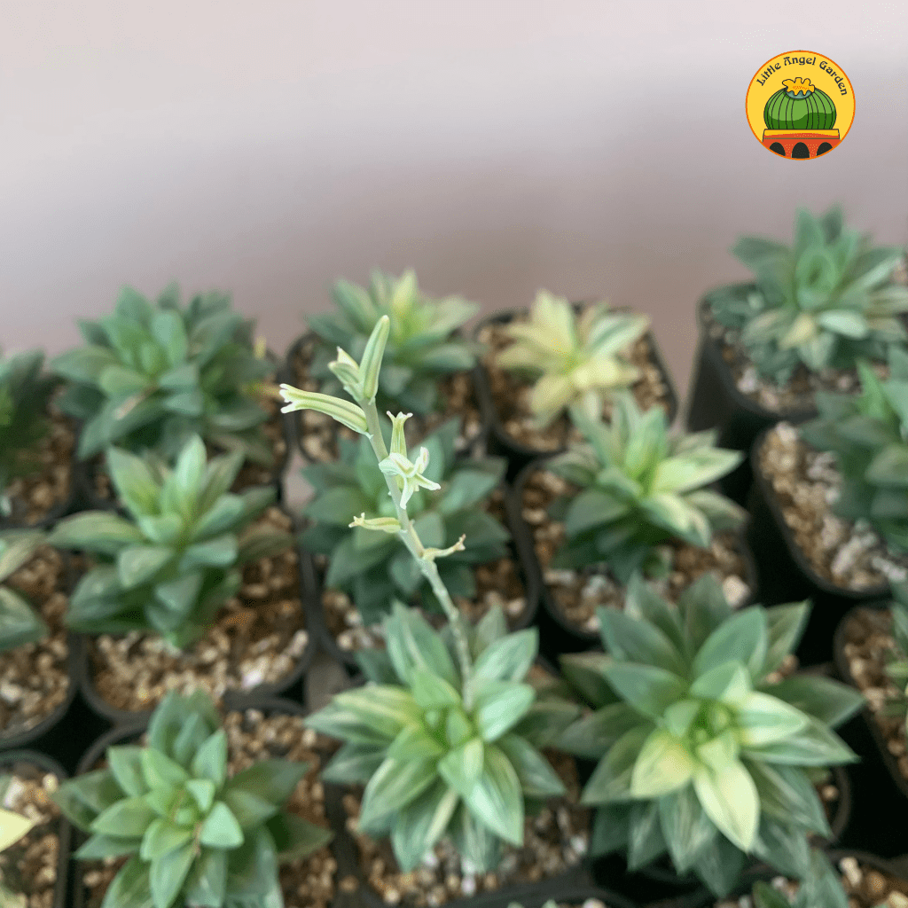 haworthia-var-littleangelgarden
