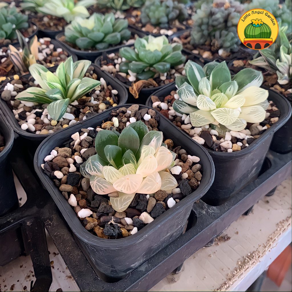 haworthia-var-littleangelgarden