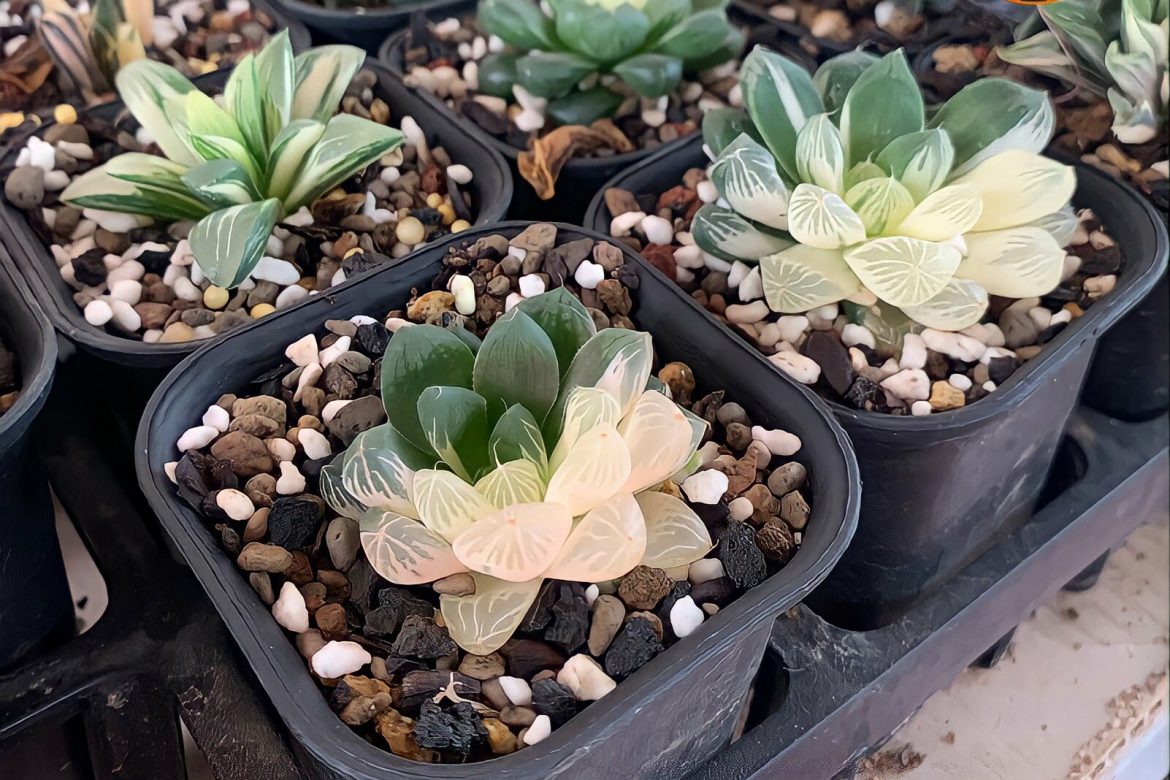 Haworthia Obtusa Variegated – Dòng sen đá “đột biến” mà dân làm vườn thường săn lùng