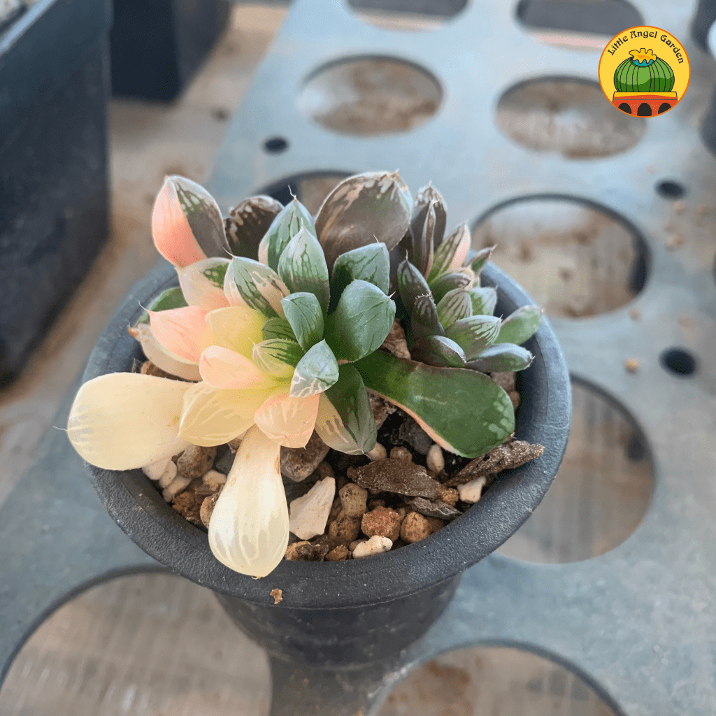 Haworthia-var-littleangelgarden-2