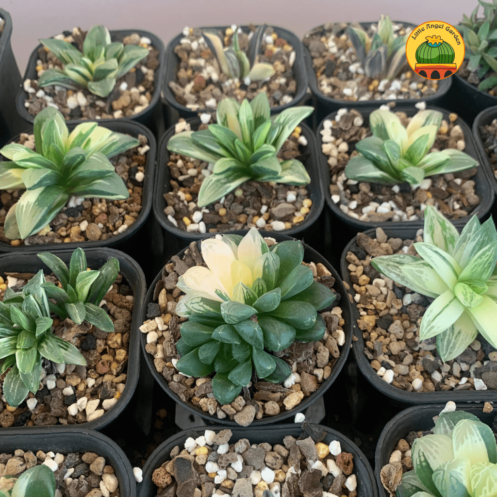 haworthia-var-littleangelgarden