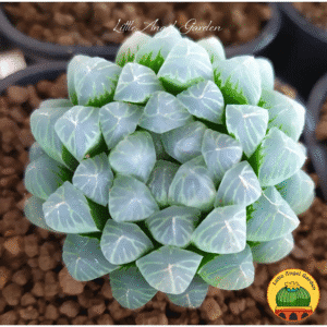 Sen Đá Kim Cương Cooperi | littkeangelgarden.vn