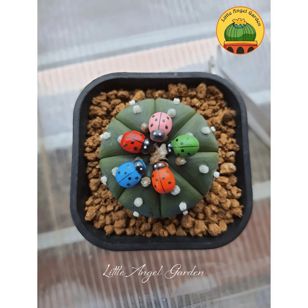 Phụ kiện trang trí bọ cứng | littleangelgarden.vn