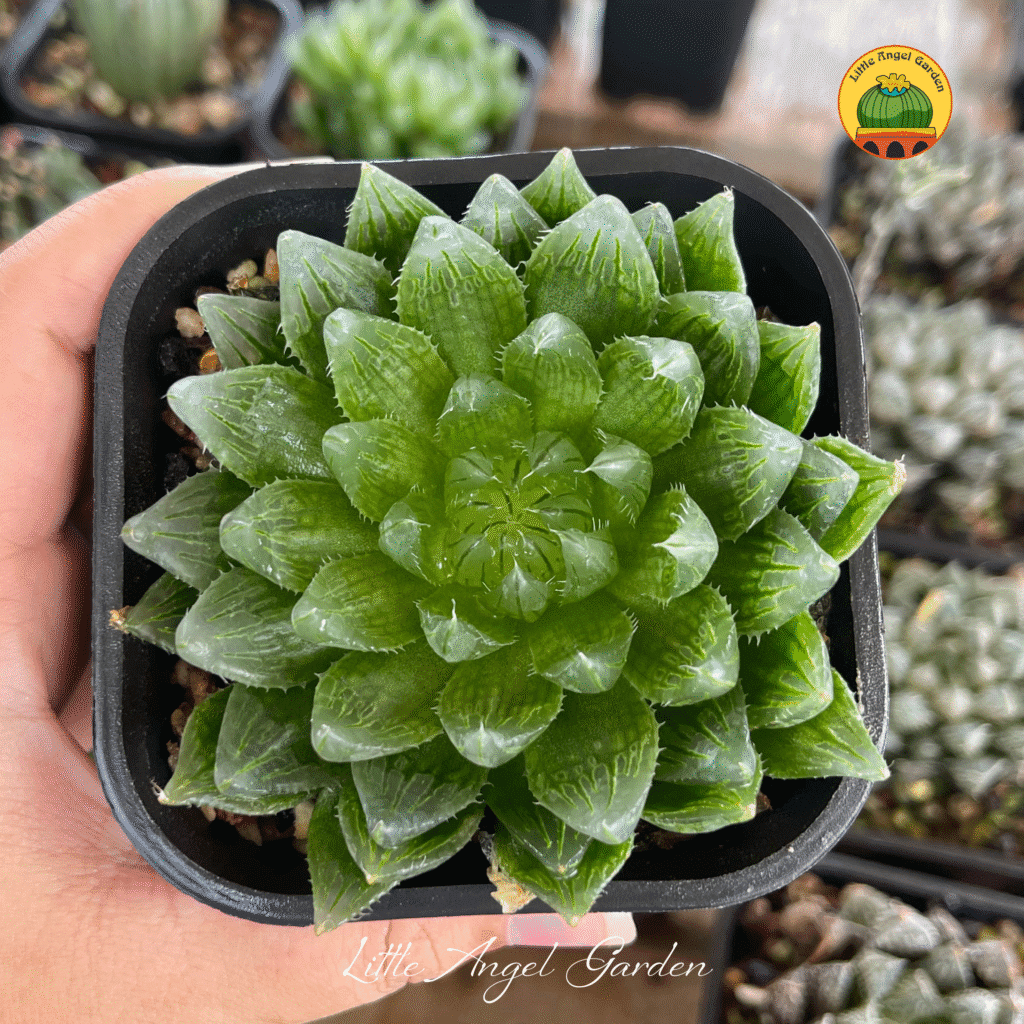 Sen đá kim cương | littleangelgarden.vn