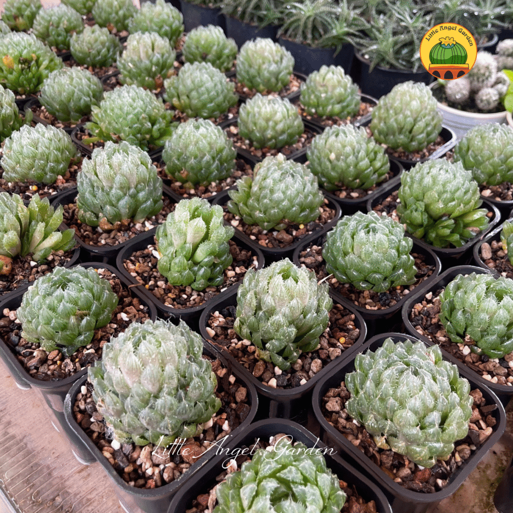 Haworthia 'Emerald LED'