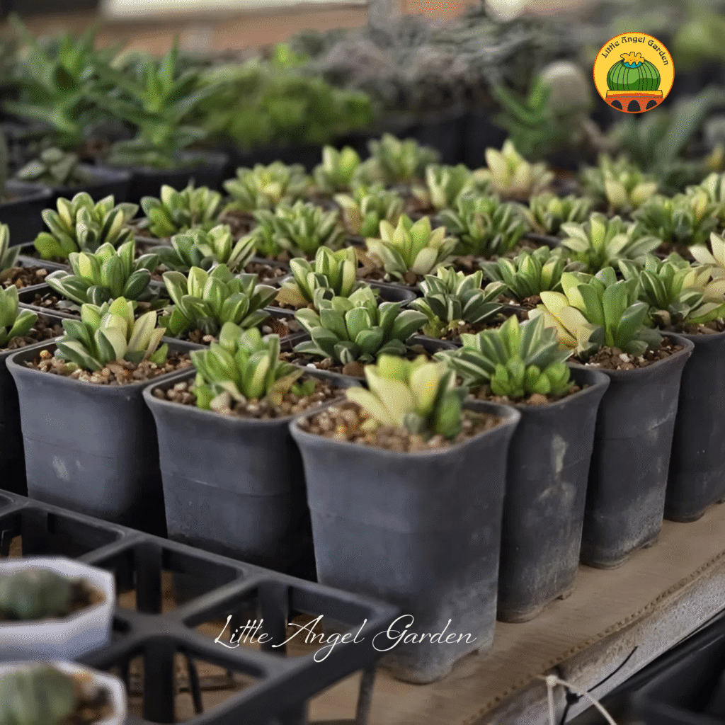Haworthia Retusa Variegated |  Khám phá ngay