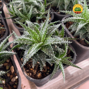 Sen đá dễ chăm | littleangelgarden.vn