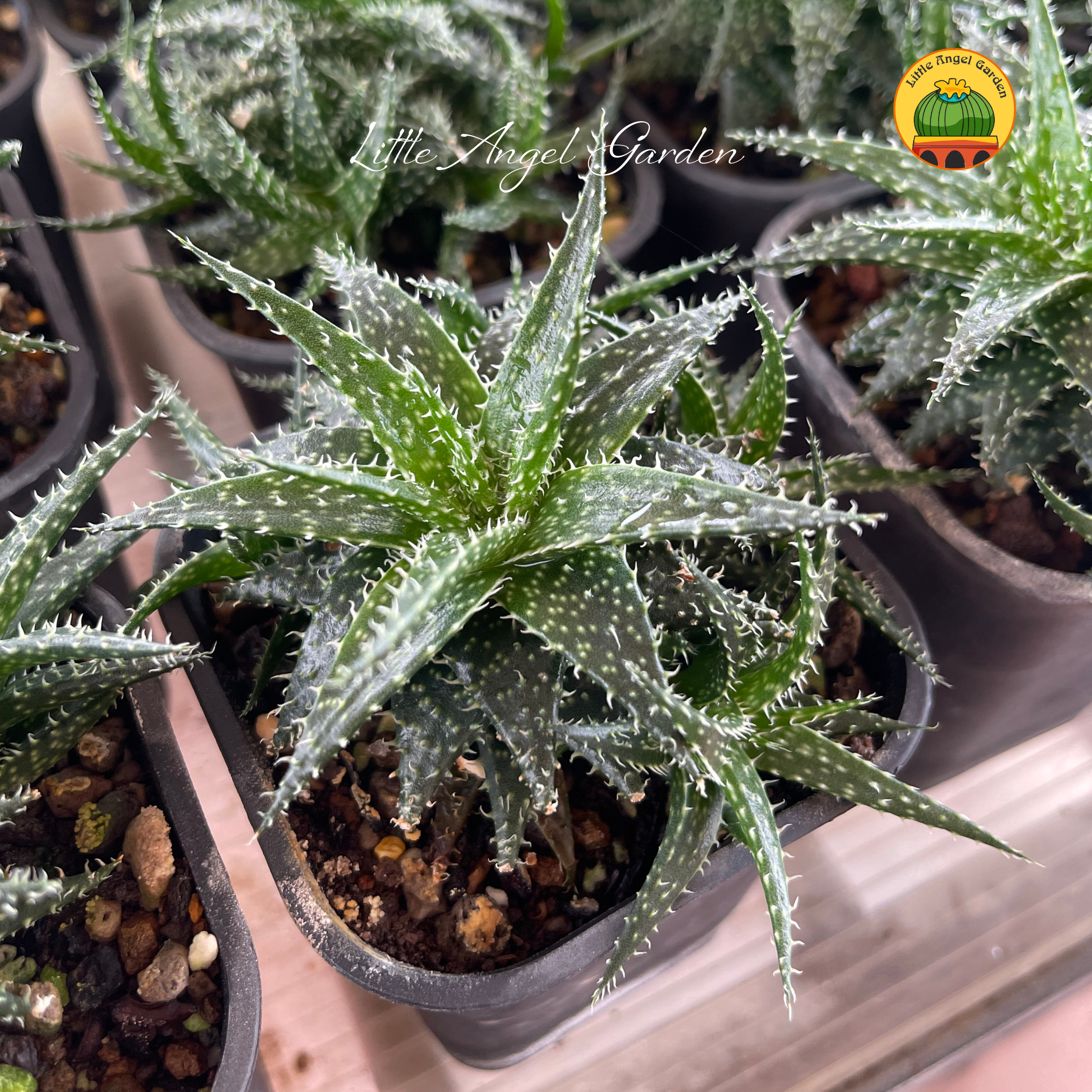 Sen đá dễ chăm | littleangelgarden.vn