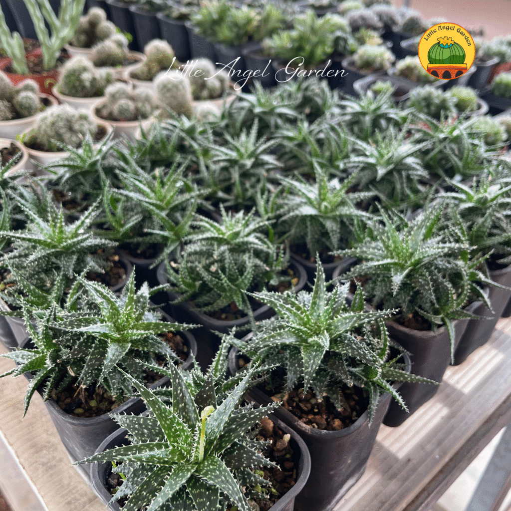Mua Haworthia Leaved Aloe ở đâu? | Đi theo tui