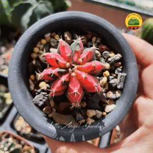 Xương rồng Jelly Lem | littleangelgarden.vn