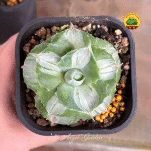 Agave tại vườn | littleangelgarden.vn