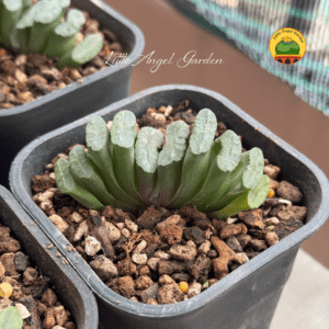 Haworthia Truncata | Little Angel Garden