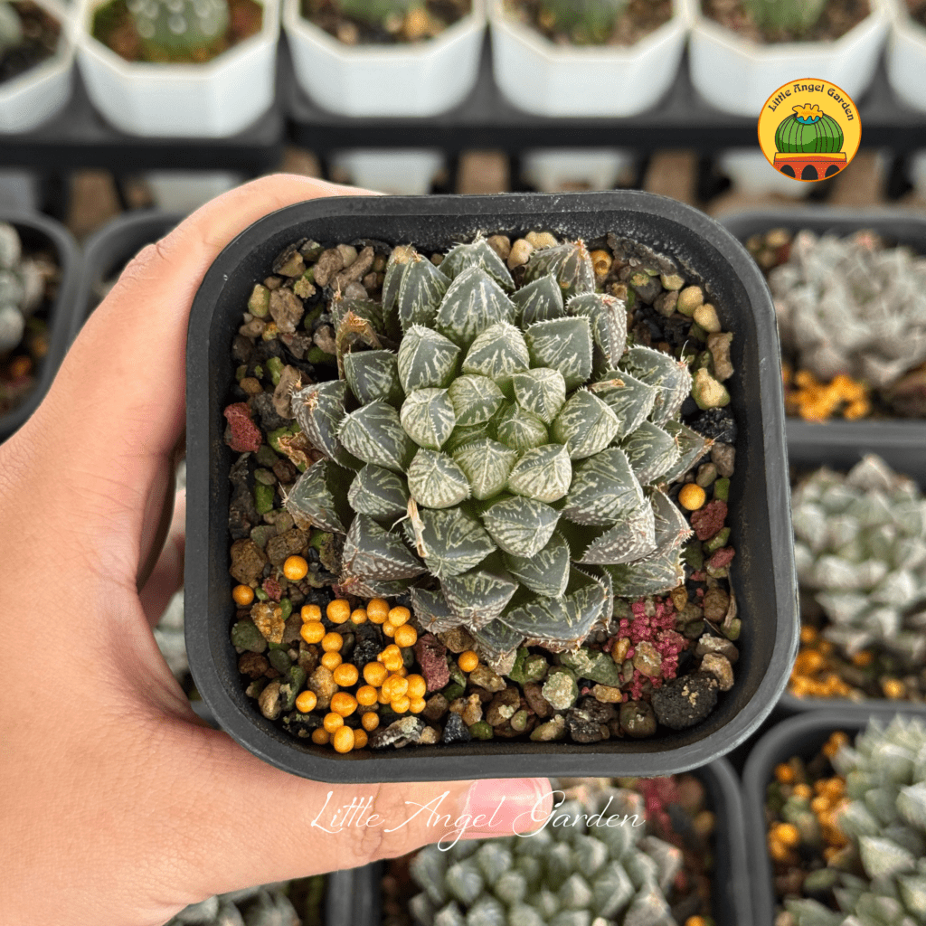 Sen đá Haworthia Mirror Ball | Little Angel Garden