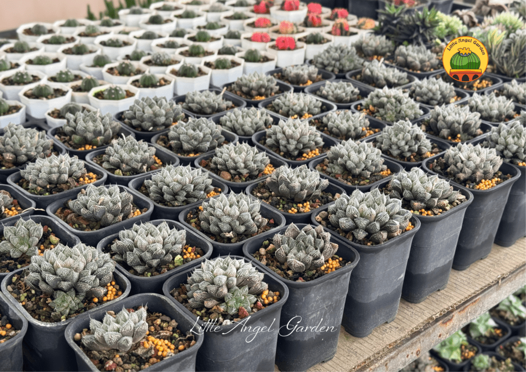  Haworthia Mirror Ball đã thuần | Qua vườn coi thử hong?