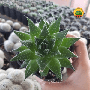 Haworthia Sao Biển Pháp | Little Angel Garden