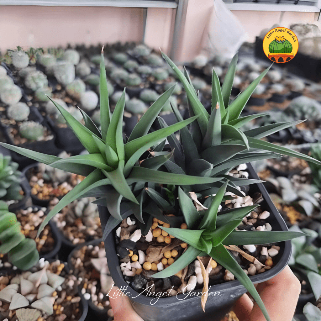 Haworthia Pungens | Little Angel Garden