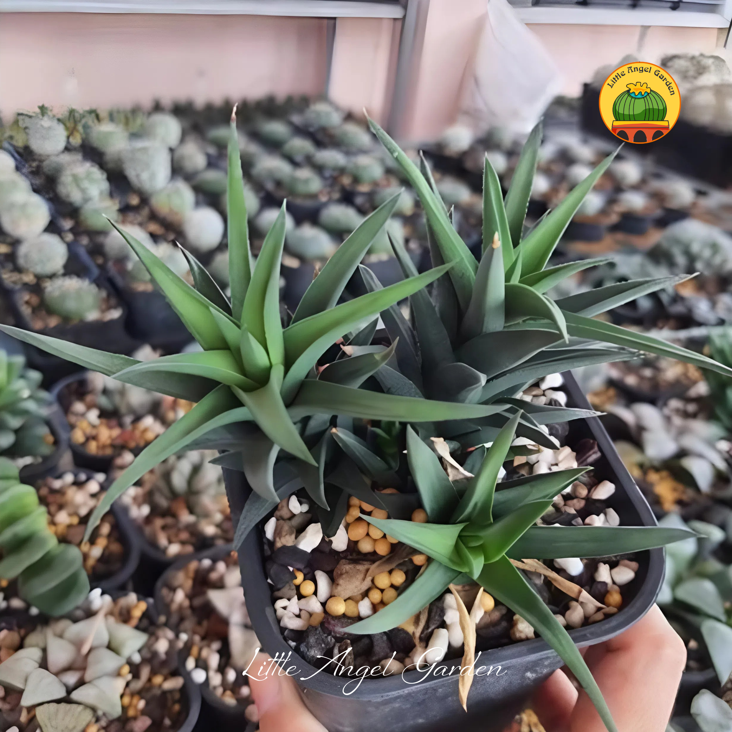 Haworthia Pungens | Little Angel Garden