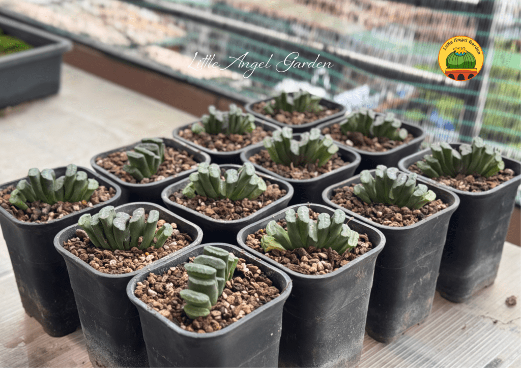 Truncata cực dễ trồng | Khám phá ngay