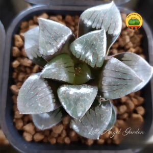 Haworthia Tropical Night | Little Angel Garden