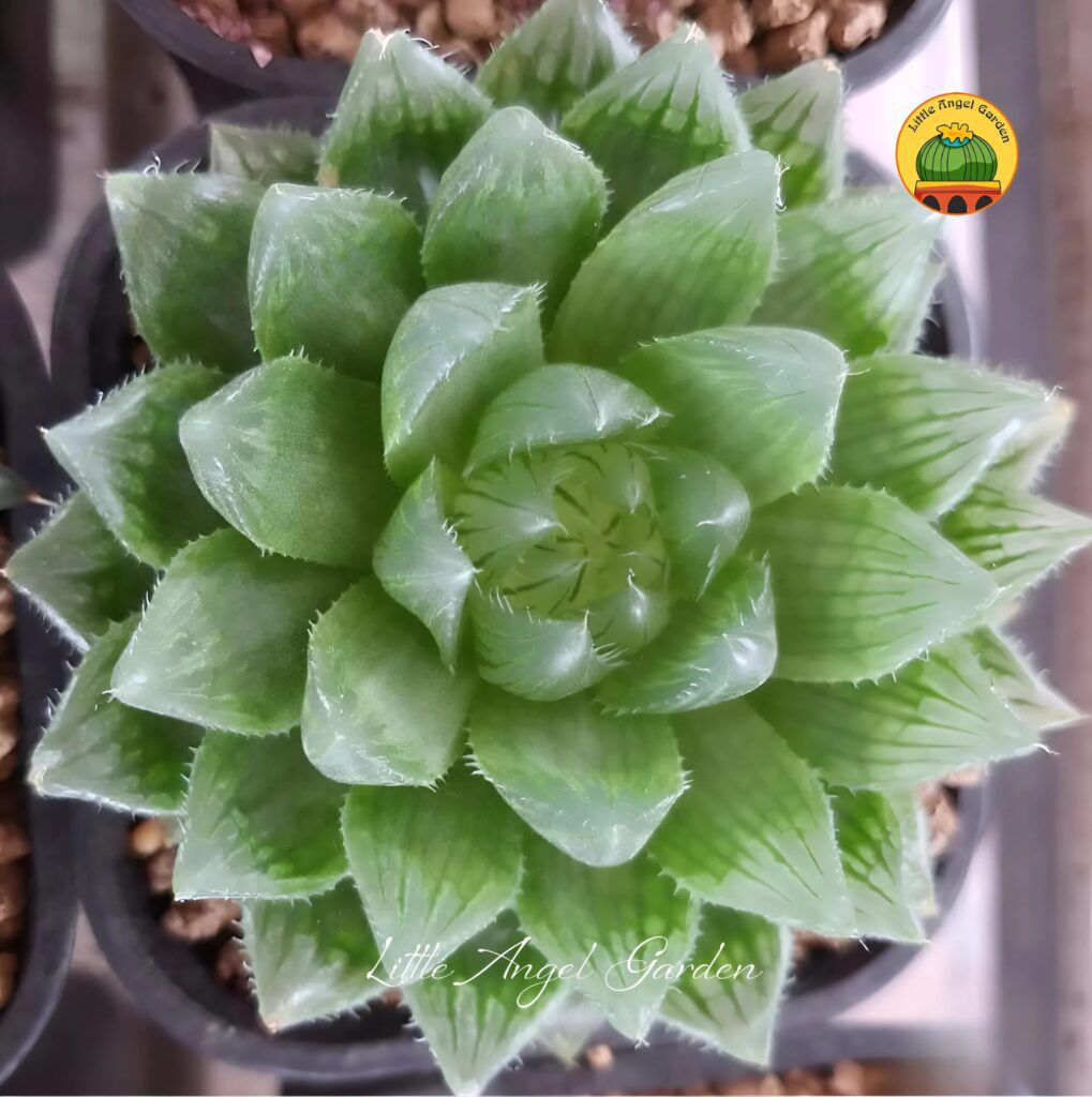 Hawothia Picturata | Little Angel Garden