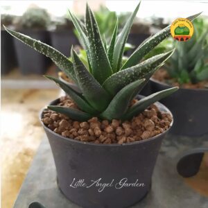Haworthia Fasciata Concolor