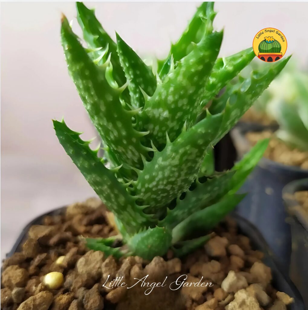 ALOE Sen đá hàm cá mập | Little Angel Garden