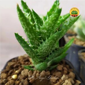 ALOE Sen đá hàm cá mập | Little Angel Garden