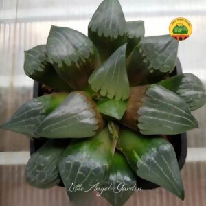 Haworthia Guốc đen | Little Angel Garden