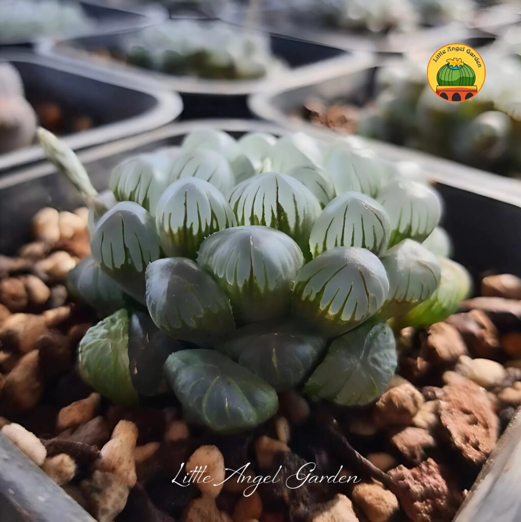 Haworthia Cooperi Dodson Obtusa | Little Angel Garden