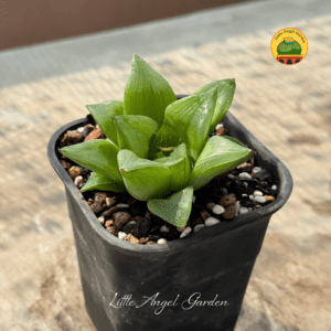 Haworthia Retusa | littleangelgarden.vn