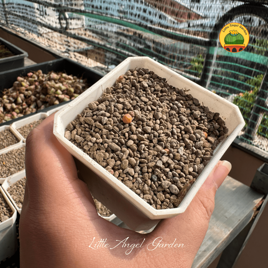 Giá thể sen mông | littleangelgarden