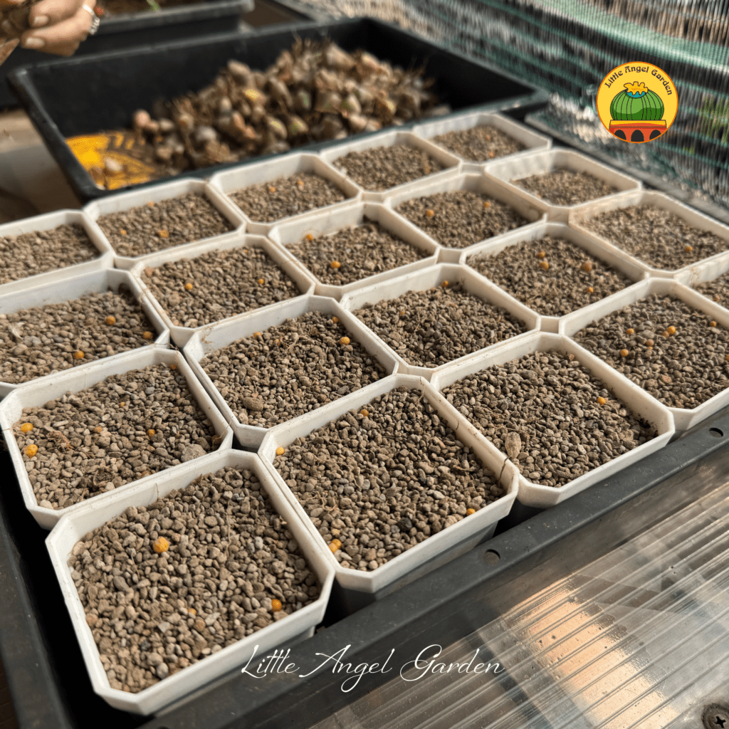 Giá thể siêu thoát nước | giải pháp cho sen mông