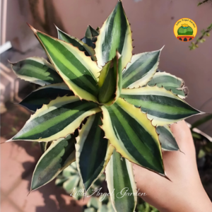 Cây Agave Quadricolor | littleangelgarden.vn